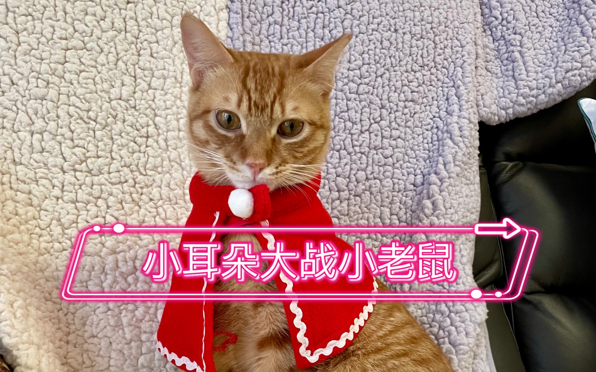 动物大战老鼠手机版下载美食大战老鼠手机和电脑一起玩吗-第2张图片-亚星国际官网