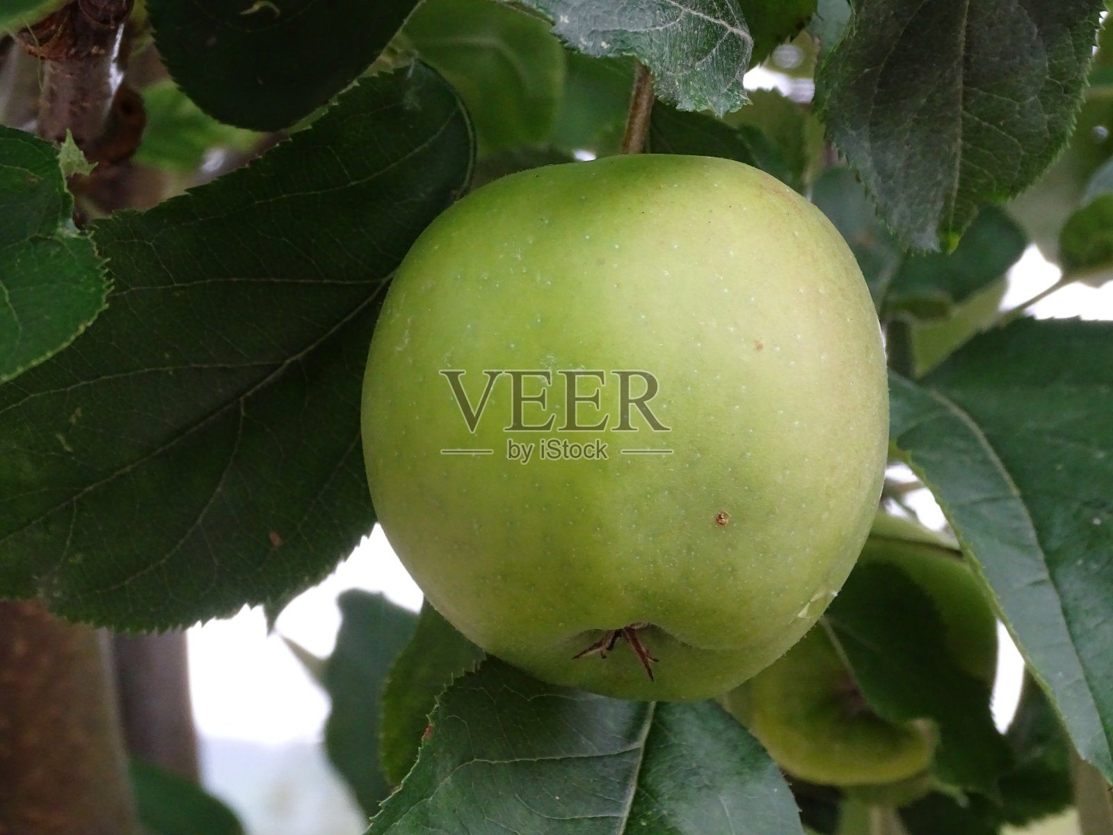 苹果特别版绿色(iphone特别版)-第3张图片-有道翻译官网 苹果特别版绿色(iphone特别版)-第3张图片-有道翻译官网