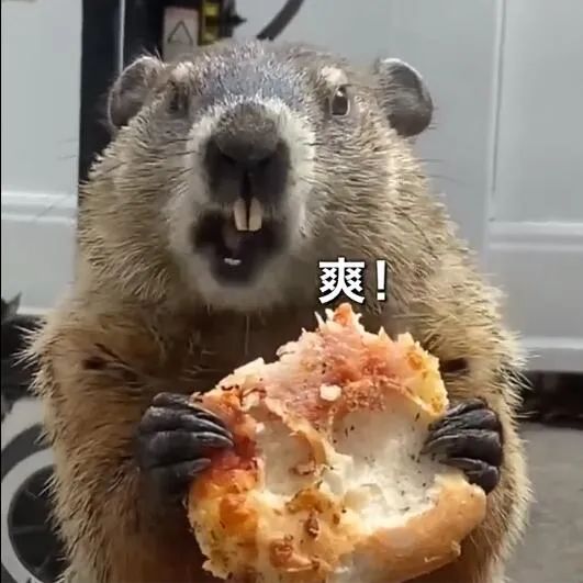 土拨鼠语音星球苹果版(土拨鼠语音苹果版叫什么)-第2张图片-有道翻译官网 土拨鼠语音星球苹果版(土拨鼠语音苹果版叫什么)-第2张图片-有道翻译官网