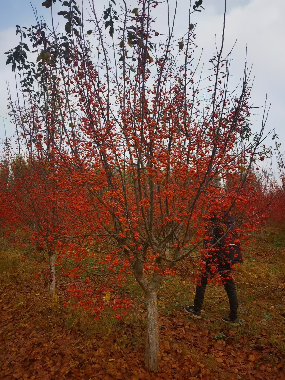 海棠五站苹果版(海棠五站安全连线)-第8张图片-有道翻译官网 海棠五站苹果版(海棠五站安全连线)-第8张图片-有道翻译官网